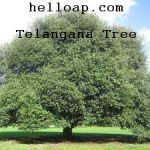 Jammi Chettu - Telangana Tree