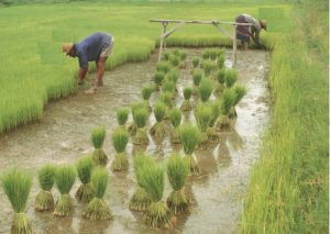 crop loan scheme